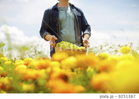 A farmer working in his fields in New York State. A yellow and orange organically grown flower crop. A farmer working in his fields in New York State. A yellow and orange organically grown flower crop. 9251367