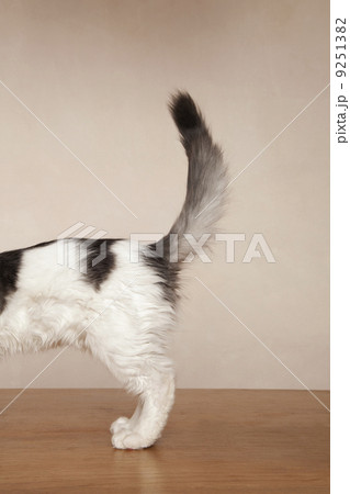 A young kitten with black patches on its white fur on its back, and a grey and black tail. A young kitten with black patches on its white fur on its back, and a grey and black tail. 9251382