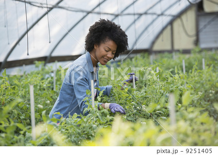 A woman working in the glasshouse, tending plants on a greenhouse bench. A woman working in the glasshouse, tending plants on a greenhouse bench. 9251405