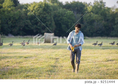 A man walking across a field, away from a flock of geese outdoors in the fresh air.  9251444