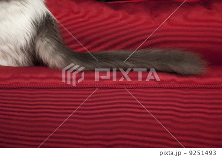 A kitten on a red sofa, view of its long fluffy black tail. A kitten on a red sofa, view of its long fluffy black tail. 9251493