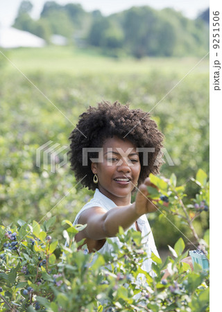 People picking fresh blueberries from the organic grown plants in a field.  9251506