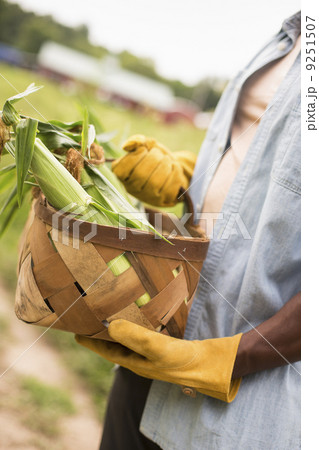 Working on an organic farm. A man holding a basket full of corn on the cob, vegetables freshly picked. Working on an organic farm. A man holding a basket full of corn on the cob, vegetables freshly picked. 9251507