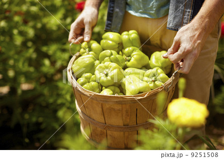 A man carrying a full basket of green bell peppers. A man carrying a full basket of green bell peppers. 9251508