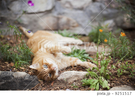 Orange tabby cat lying in garden 9251517