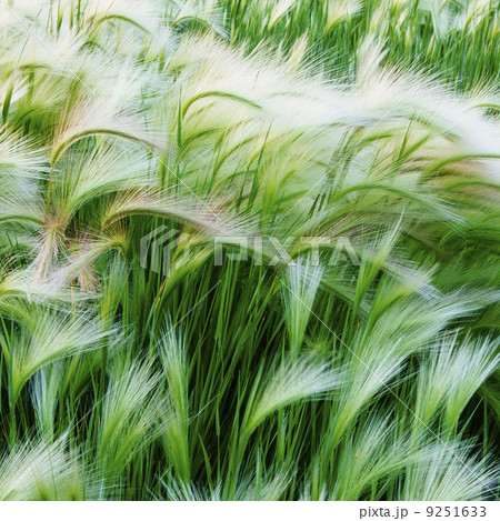 Green grasses blowing in the wind, in Glacier national park.  9251633