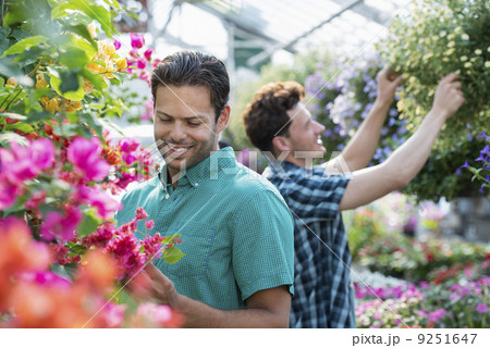 A commercial greenhouse in a plant nursery growing organic flowers. Two men working, deadheading plants and checking hanging baskets.  9251647