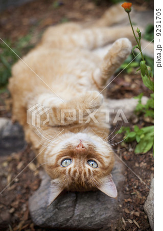 Orange tabby cat lying in garden 9251705