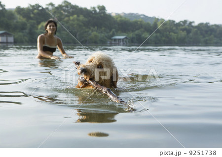 A labradoodle dog swimming with a stick in her mouth. A woman in the background.  9251738