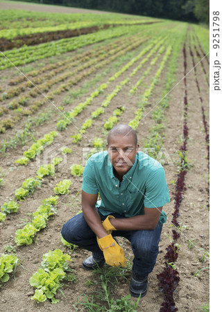 A man in a field of small salad plants growing in furrows.  9251798