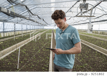 A commercial greenhouse in a plant nursery growing organic flowers. A man using a digital tablet. 9251802