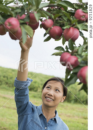 An organic apple tree orchard. A woman picking the ripe red apples. An organic apple tree orchard. A woman picking the ripe red apples. 9251829