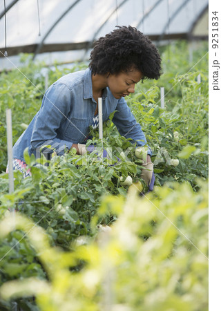 A woman working in the glasshouse, tending plants on a greenhouse bench. A woman working in the glasshouse, tending plants on a greenhouse bench. 9251834