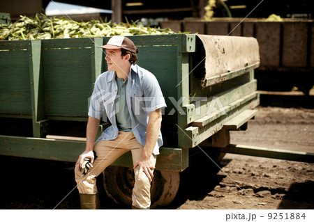 A trailer of harvested corn cobs, corn on the cob. Organic food ready for distribution. Farmer sitting on the trailer wheel resting. A trailer of harvested corn cobs, corn on the cob. Organic food ready for distribution. Farmer sitting on the trailer wheel resting. 9251884