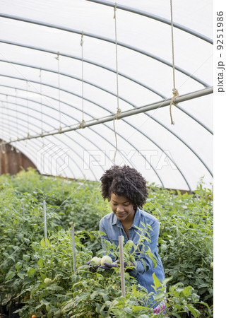 A woman working in the glasshouse, tending plants on a greenhouse bench. A woman working in the glasshouse, tending plants on a greenhouse bench. 9251986