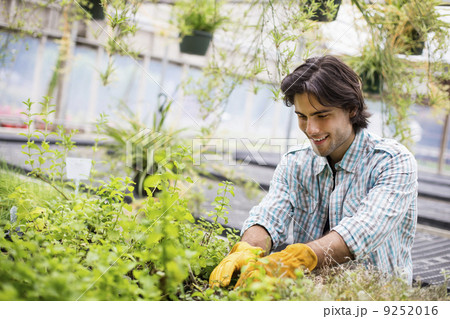 Working on an organic farm. A man tending young plants in a glass house. Working on an organic farm. A man tending young plants in a glass house. 9252016