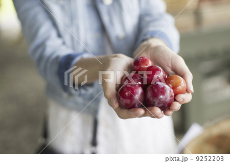 An organic fruit and vegetable farm. A woman holding a handful of fresh plums.  9252203