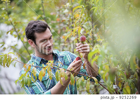 An organic flower plant nursery. A man working, tending the plants. An organic flower plant nursery. A man working, tending the plants. 9252269
