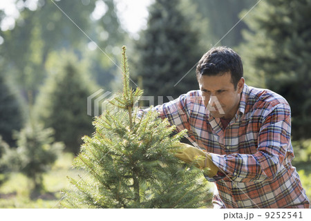 A man pruning an organically grown Christmas tree. A man pruning an organically grown Christmas tree. 9252541