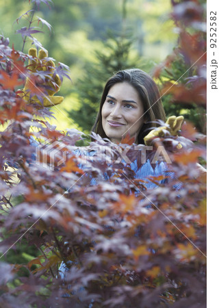 A woman in a tree nursery, pruning the leaves of an acer tree.  9252582