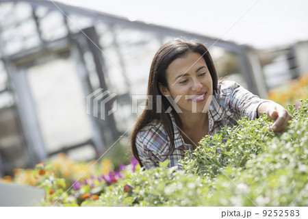 A woman in an organic nursery greenhouse. A woman in an organic nursery greenhouse. 9252583