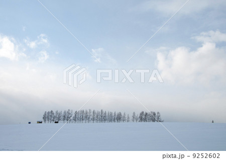 丘の上の林 9252602