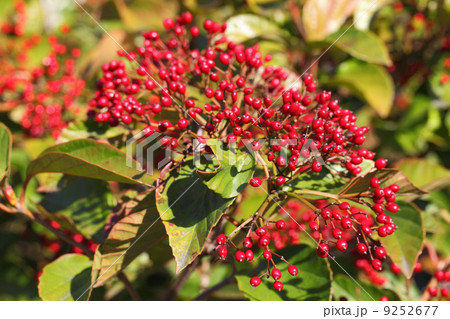 ハクサンボクの赤い実 9252677