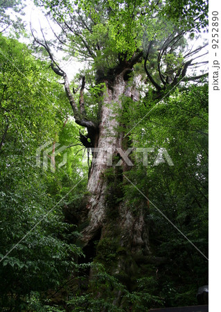 屋久杉２ 9252890