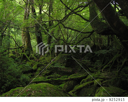 もののけの森3 9252915