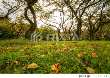 秋の小石川植物園 秋の小石川植物園 9253054