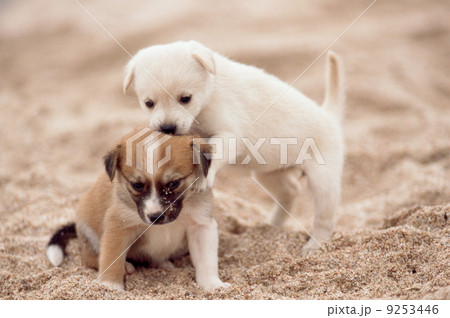 仲良し仔犬 9253446