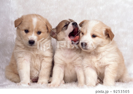 仲良し仔犬 仲良し仔犬 9253505