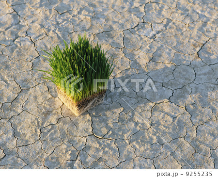 Black Rock Desert In Nevada. Arid Cracked Crusty Surface Of The Salt Flat Playa. Wheatgrass Plants With A Dense Network Of Roots In Shallow Soil With Bright Fresh Green Leaves And Stalks. Black Rock Desert In Nevada. Arid Cracked Crusty Surface Of The Salt Flat Playa. Wheatgrass Plants With A Dense Network Of Roots In Shallow Soil With Bright Fresh Green Leaves And Stalks. 9255235