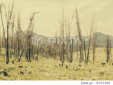 Fire Damaged Trees And Forest In Payette National Forest In Valley County, Indiana. Fire Damaged Trees And Forest In Payette National Forest In Valley County, Indiana. 9255380