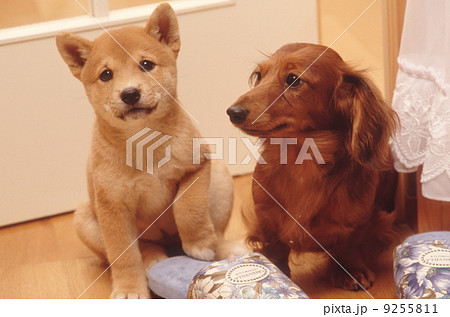 AKKA様❤マルチーズ 柴犬 ダックス 入学式入園式 オブジェ♡