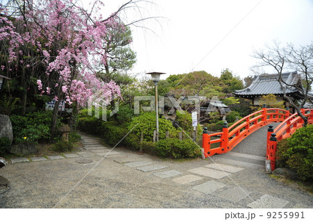 京都　神泉苑の春 9255991