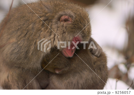 子を抱く親猿 9256057
