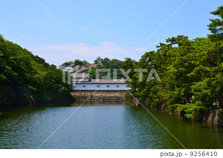 彦根城といろは松 9256410