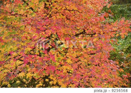 紅葉 9256568