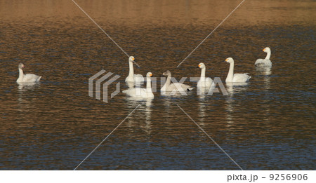 生き物 コハクチョウ 家族 生き物 コハクチョウ 家族 9256906