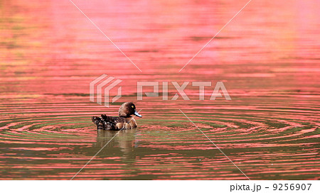 生き物 鳥類 ツツジの花の反射で赤くなった池とキンクロハジロ 生き物 鳥類 ツツジの花の反射で赤くなった池とキンクロハジロ 9256907