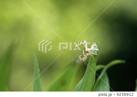 蜘蛛　アズチグモ 9256912