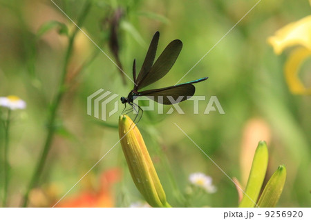 生き物　黄菖蒲に止まるハグロトンボ 9256920