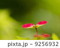 赤いプロペラ 9256932