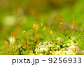 苔の花 9256933