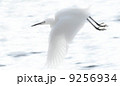 白鷺 9256934