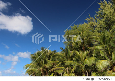 サイパンマニャガハ島のジャングル サイパンマニャガハ島のジャングル 9256951