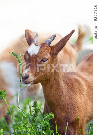 Kid eats grass Kid eats grass 9257216