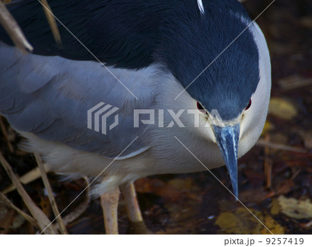 ゴイサギ水の中右前向き 9257419