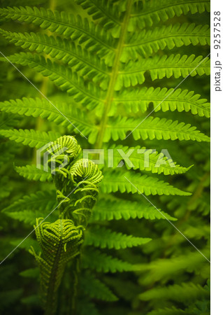 Young Fern Leaf Young Fern Leaf 9257528